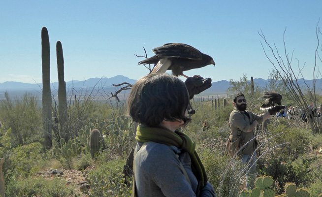 Harris Hawks AZ-Sonora Desert