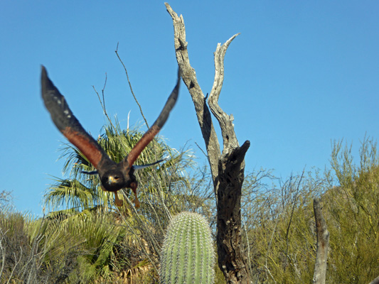 Harris Hawk AZ-Sonora Desert