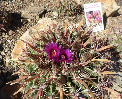 Crow’s Claw Cactus