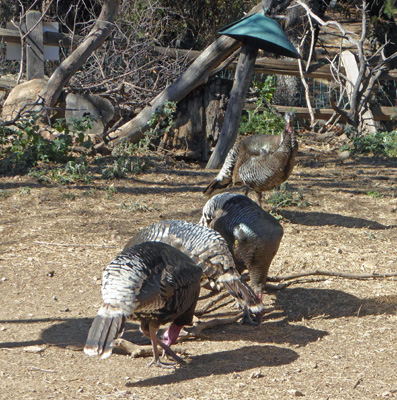 Wild turkeys