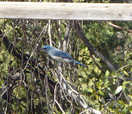 Mexican Jay