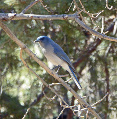 Mexican Jay