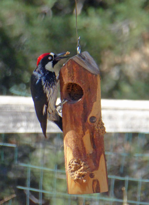 Acorn Woodpecker