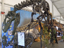 Triceratops