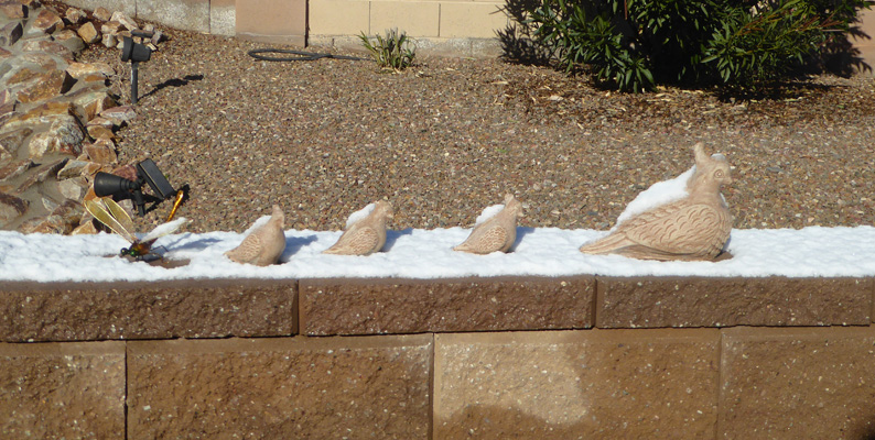 Snow topped quail