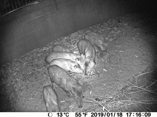 8 javelina game camera