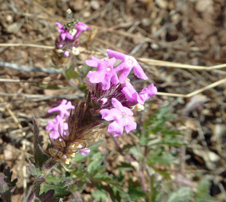 Goodings Verbena (Verbena gooddingii)