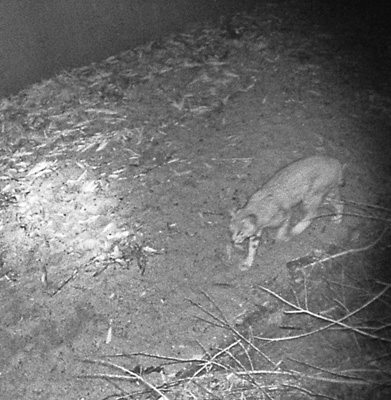 game camera bobcat