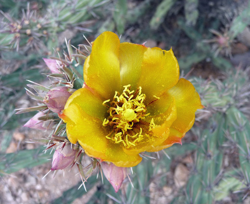 Buckhorn cholla flower