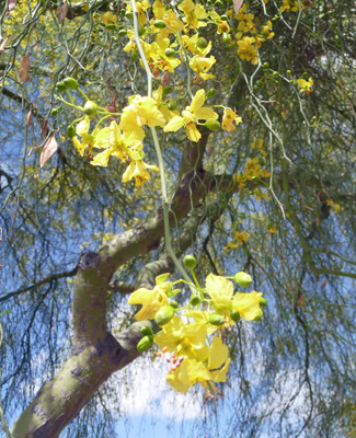 Palo Verde blossoms