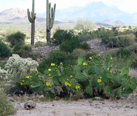 Engelmann Prickly Pear blooming