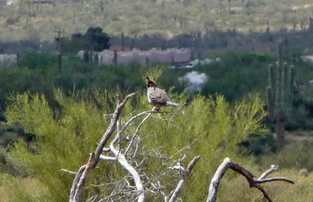 Gamble Quail