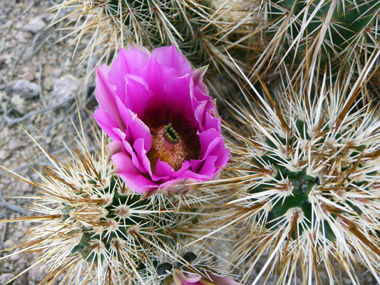 Hedgehog Cactus in bloom