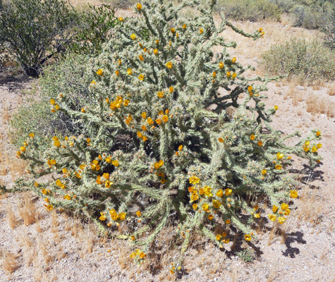 Blooming buckhorn cholla