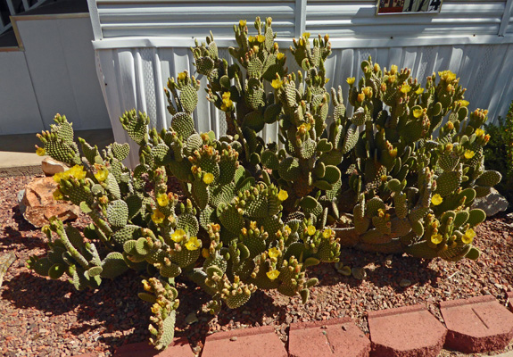 Beavertail cactus in bloom