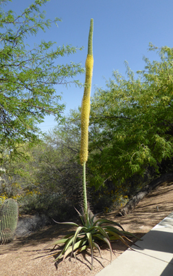 Octopus Agave (Agave vilmoriniana)