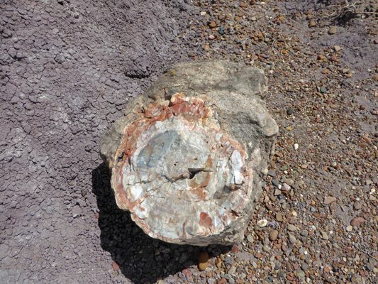 Petrified wood  Petrified Forest National Park