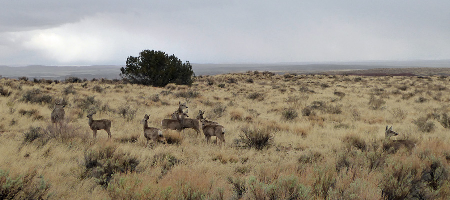 9 Deer Petrified Forest NP