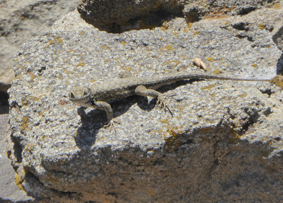 Lizard in sun