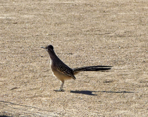 Road Runner Desert Botanical Garden