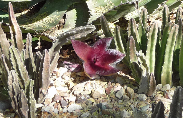 Stapelia gigantea