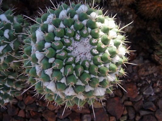 Mammilaria compressa