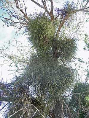 Mistletoe in tree Quartzsite AZ