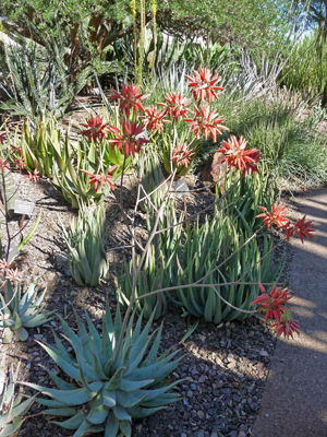 Aloe hereoensis