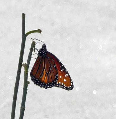 Butterfly Desert Botanical Garden