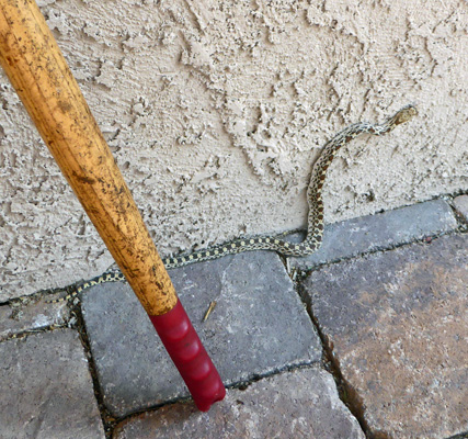 Gopher snake on a wall