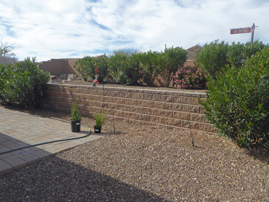 Patio with some oleanders removed