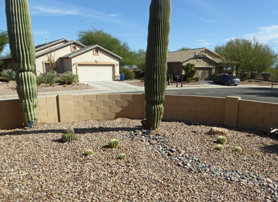 Golden Barrel Cacti and Saguaros