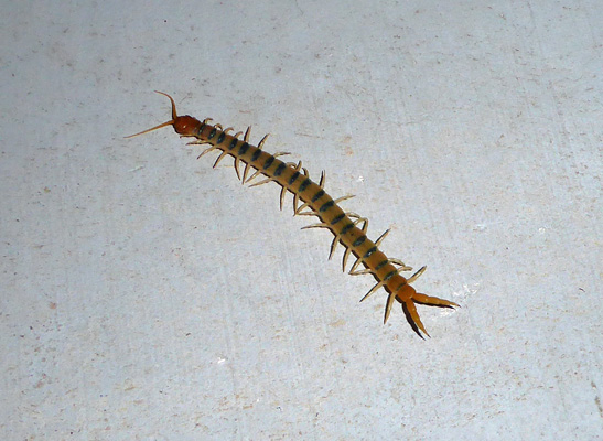 Giant Desert Centipede