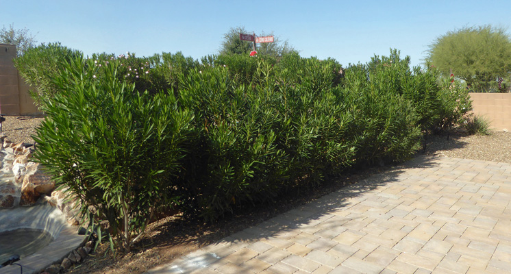 Oleander along patio