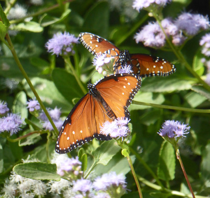 Queen’s butterflies