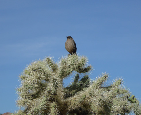 curved bill thrasher