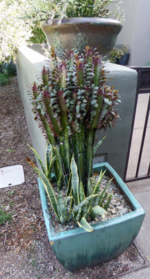 ruby Euphorbia trigona