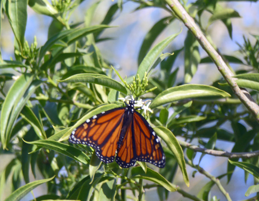 Monarch butterfly