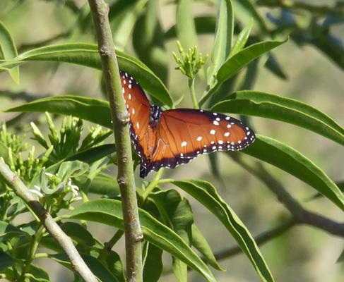 Queen's Butterfly