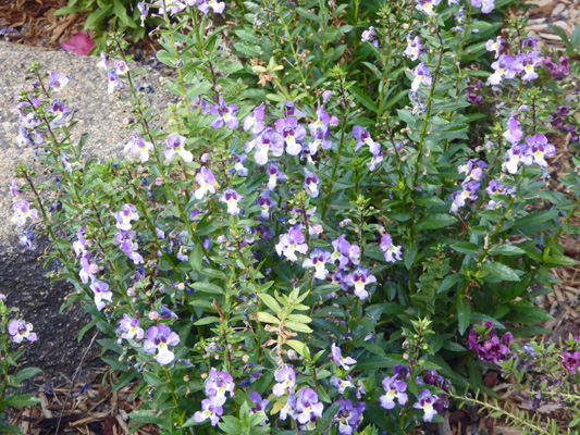 Angelface Wedgewood-Blue Angelon (Angelonia angustifolia)