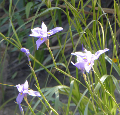 Butterfly iris Moraea polystachya