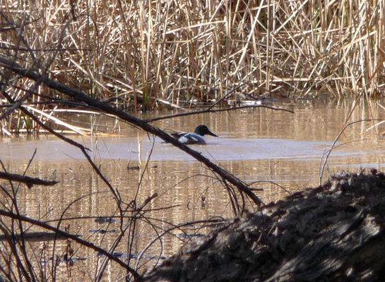 Northern Shoveler Patagonia Lake State Park AZ