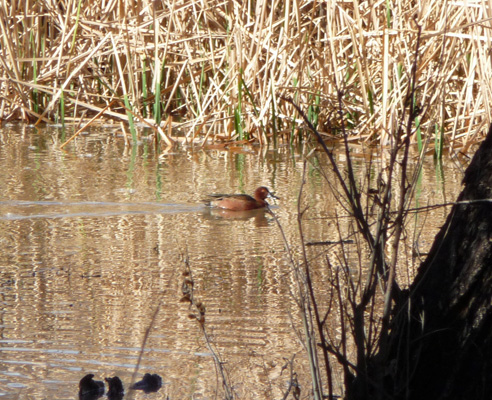 Cinnamon Teal Patagonia Lake State Park AZ