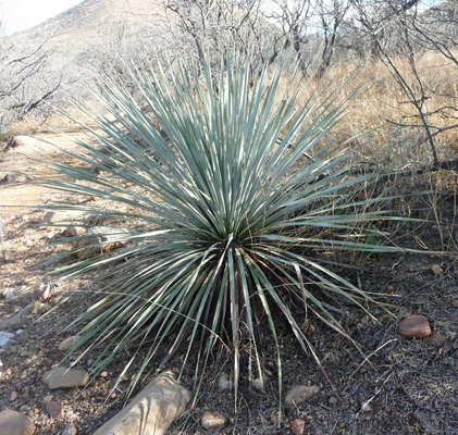 yucca at Patagonia State Park AZ