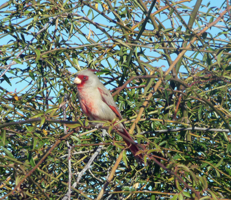 Pyrrhuloxia Huachuca City AZ