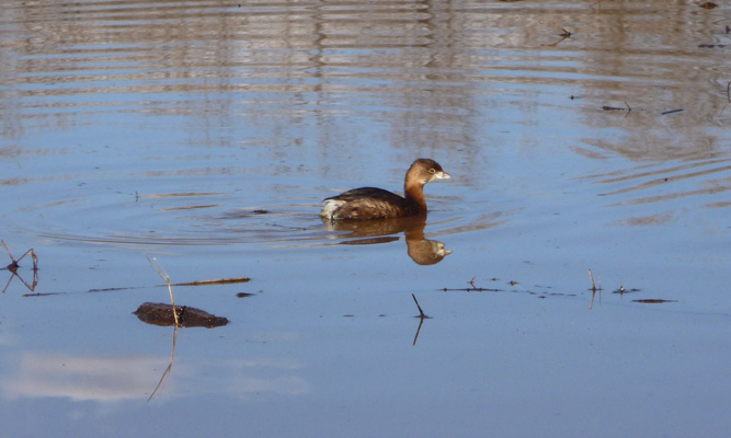 Cinnamon teal duckly Patagonia Lake State Park AZ