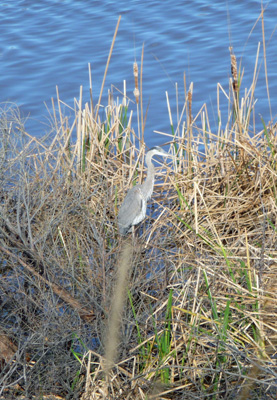 Great Blue Heron Patagonia Lake SP