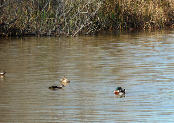 Mallards taking bath in Patagonia Lake State Park