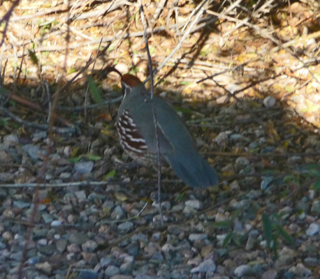 Gambel's Quail Huachua City AZ