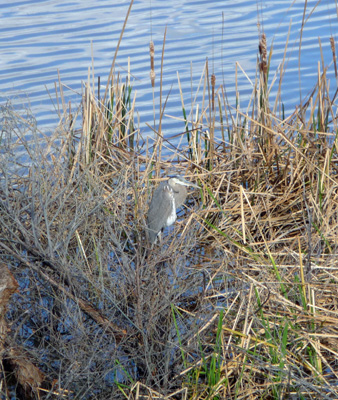 Great Blue Heron Patagonia Lake State Park AZ